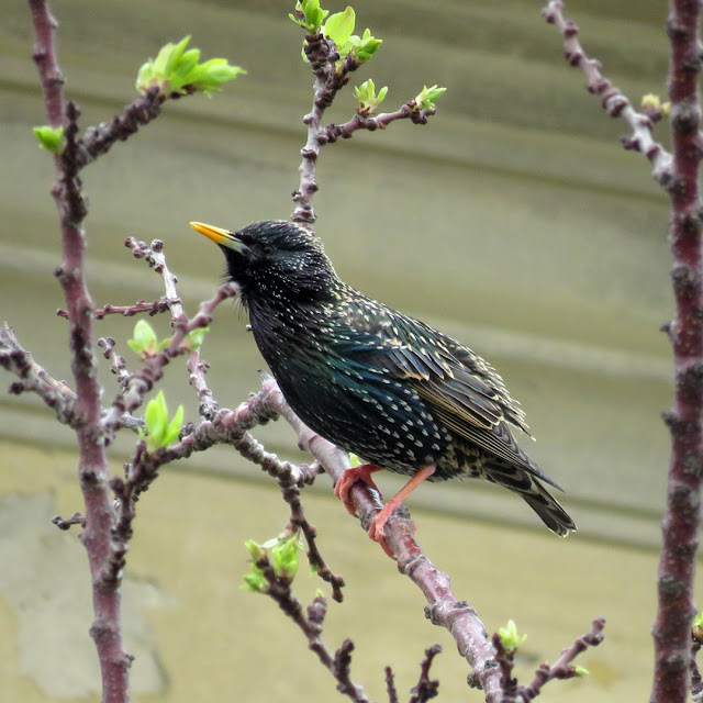 A starling on a tree, Spianata del Molo Mediceo, Livorno