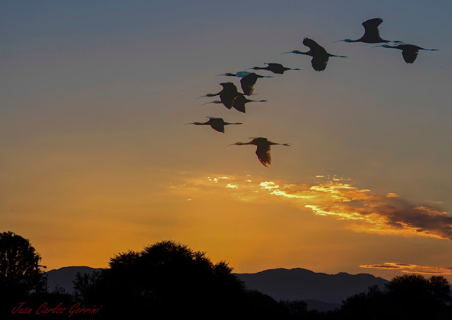 Avistaje en Salta, Argentina. Birdwatching y fotografía de Juan Carlos Gorrini.