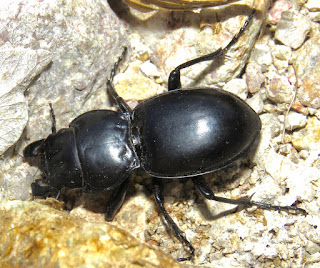 Pasimachus sp., Carabidae