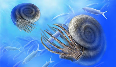 Ammonites y otros fósiles.: El aumento de la acidez en las aguas ...