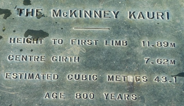 C01_NZ NI Parry Kauri Park_2018-05-31_DSCN0641