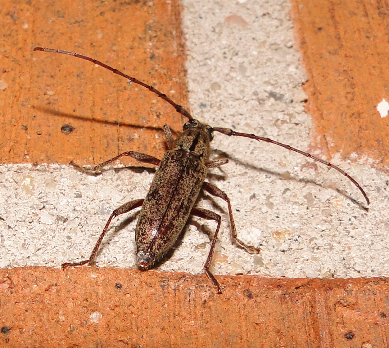 Wood beetles identification, carpenter ants in house in
