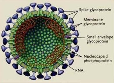 Timbulnya Coronavirus Berdasar Gambaran Klinis