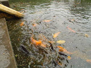 Fishes in the lake near Ho Chi Minh wooden house (Hanoi)
