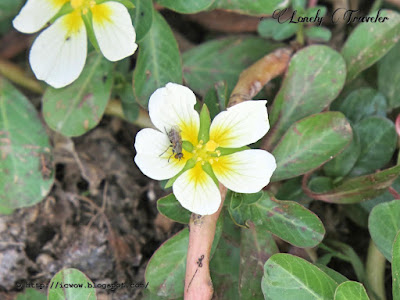 Ludwigia adscendens