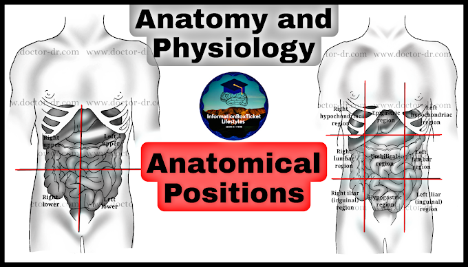 Video Lecture on Anatomical Positions - Anatomy and Physiology Lectures