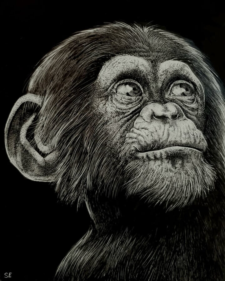 07-Curious-chimp-Animal-Art-Shelby-Elizabeth-www-designstack-co