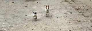 Puppies in mid flight