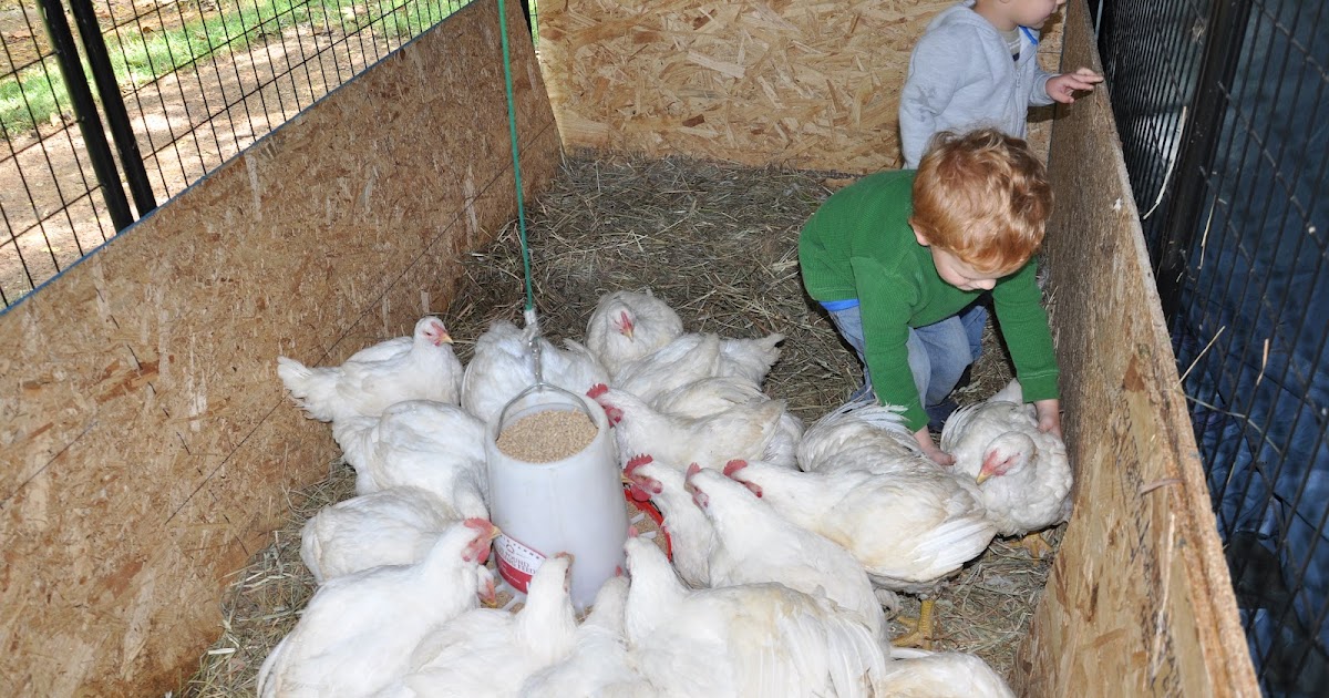 On the Urban Farm: No Farmer Cries for the Chickens at Tyson....