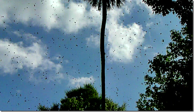 snapshot_003c snapshot_003c