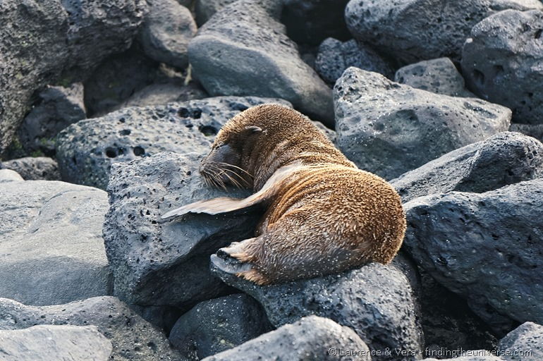 Seelöwenbaby schläft auf einem Felsen, Galapagos
