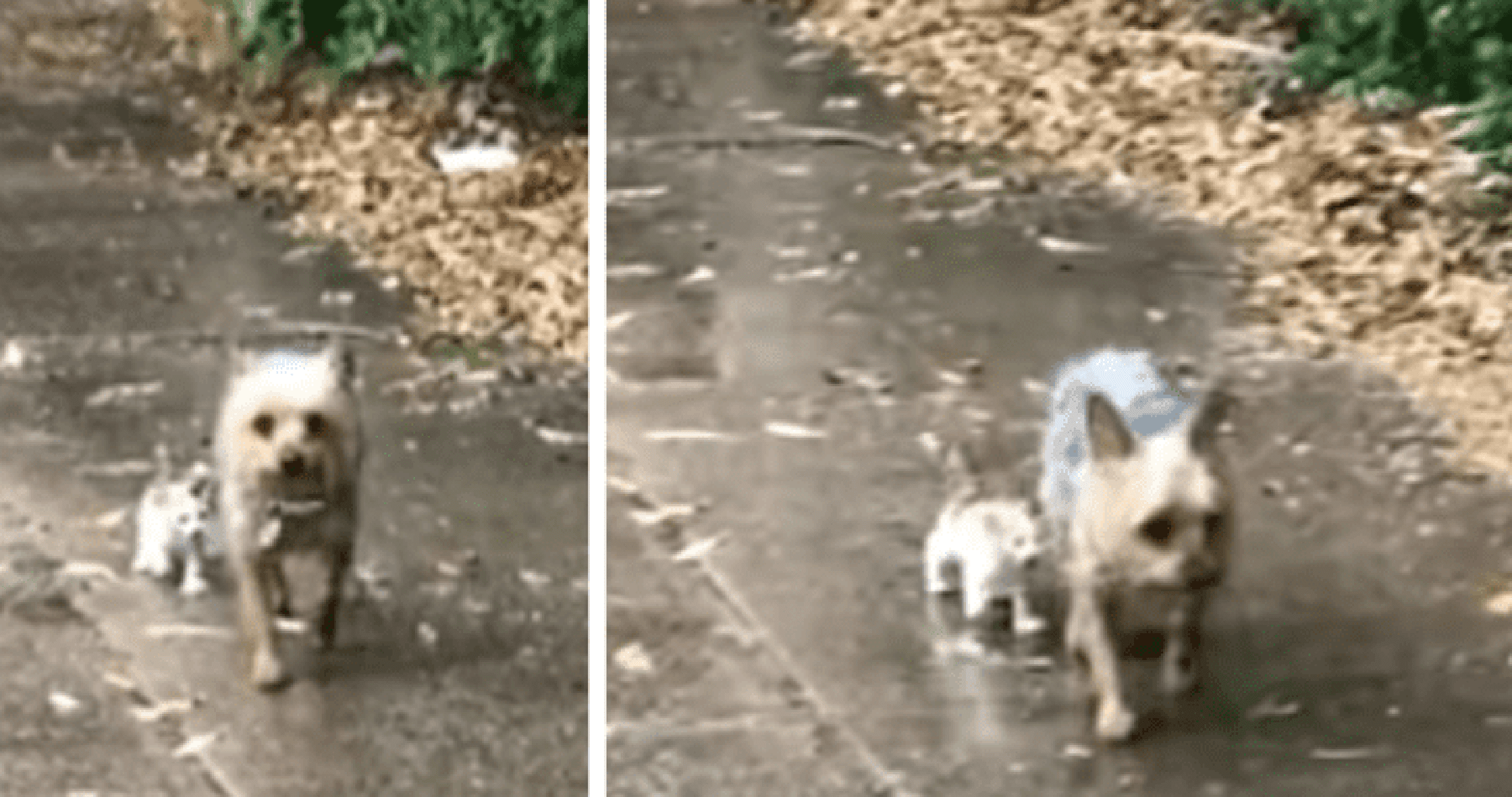 Dog Goes For A Potty Break And Comes Home With A Stray Kitten