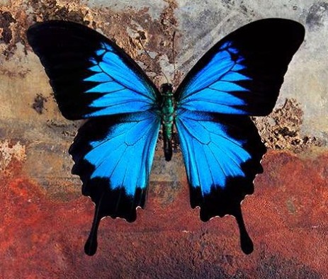 morpho butterfly
