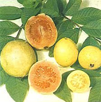 Goyave est un fruit tropical qui est comme la forme de poire, avec une chair croûte et rosé ou blanc vert et de petites graines . Certaines personnes disent Guava est mieux que l'orange parce que la goyave contient plus de vitamine C que les agrumes ( la croûte comestible contient beaucoup de lui ) et il contient des quantités appréciables de vitamine A ainsi . Ils sont également une bonne source de fer et de la pectine , une enzyme utilisée dans la confection de confitures ainsi que de favoriser la digestion .