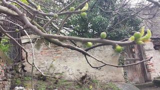 Small, Figs, Growing, Yambol, April,