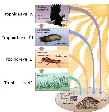 This image shows an example of a simple food chain where energy begins with