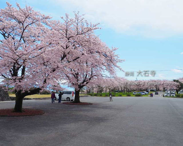 静岡 大石寺の桜はウワサ通りすごかった ひとり旅が好きな女のブログ