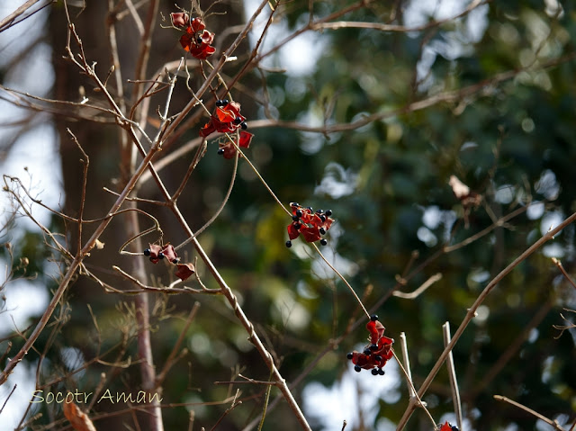 Rhynchosia acuminatifolia