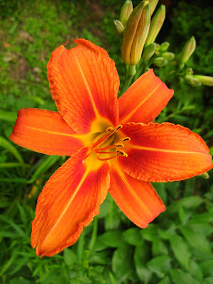 Hemerocallus fulva, Daylily