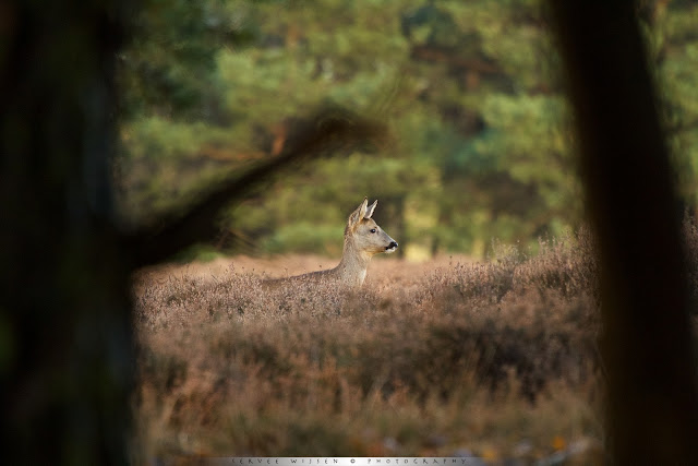 Ree - Roedeer -Capreolus capreolus