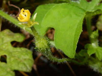 山苦瓜的雌花（去除花瓣）