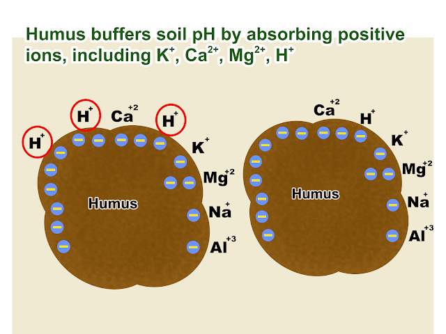 Humus is negatively charged so it holds positive ions like hydrogen, potassium, calcium, sodium..etc