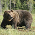 "A medve maradjon ott, ahol" – és a román miniszter kipipálta a medve problémát