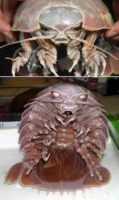 [Image: Giant%2BIsopod.jpg]