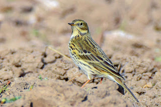 bisbita-pratense-anthus-pratensis-