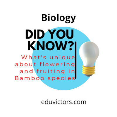 Biology: What's unique about flowering and fruiting in Bamboo species? #eduvictors #NEETBiology #class12Biology