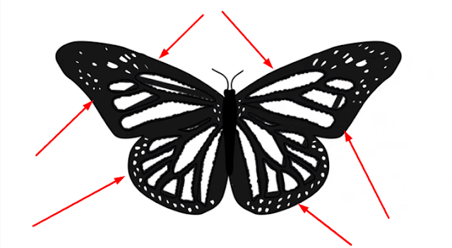 Easy Butterfly Drawings Step