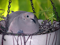 Dove Birds Nesting