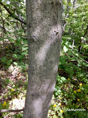 Клён маньчжурский (Acer mandshuricum)