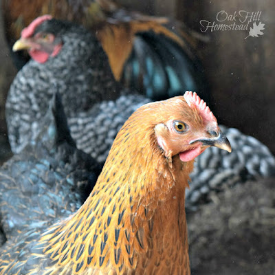 My hens will thank me for reading Lisa Steele's "101 Chicken Keeping Hacks" and so will yours!