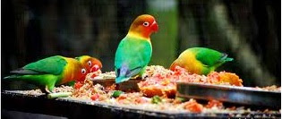 Cara Merawat Love Bird Yang Benar Dan Mudah
