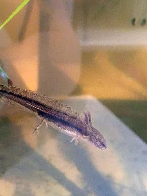 A small, black-spotted salamander nymph with tiny limbs and a vast tail diving down and to the right. It looks grumpy, as they often do.