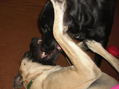 Picture of Al & Liberty playing - Liberty is laying upside down and Al is mouthing her