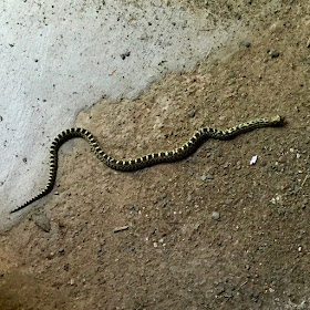 bull snake on garage floor