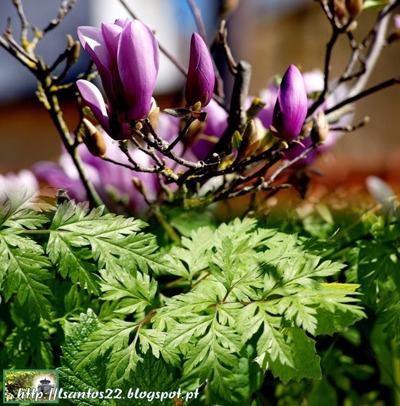 Sinais de primavera em Ota (3)