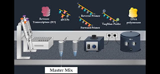 master mixer contain Reverse transcriptase(RT), dNTPs, Reverse primer, forward primer, TaqMan probe and DNA polymerase.