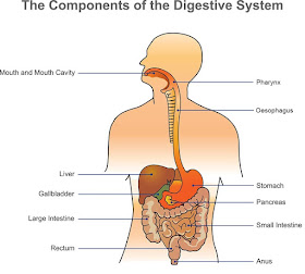 Diagram of digestive system | Simple digestive system diagram | Digestive system easy