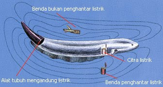 Belut Listrik Menghasilkan Aliran Listrik