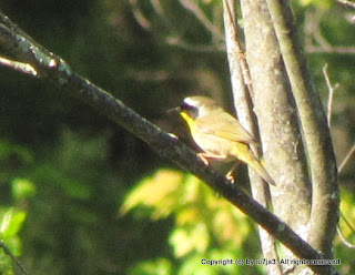 Common Yellowthroat