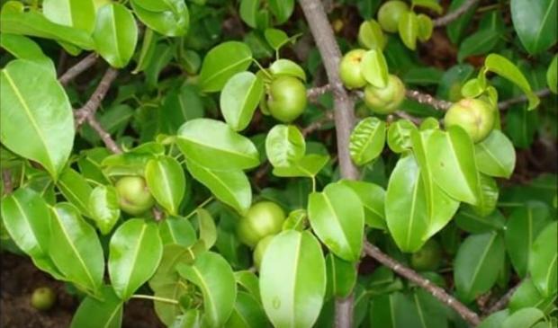 Manchineel