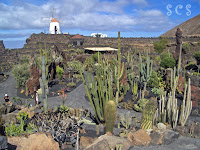 Jardín del Cactus, Lanzarote by Susana Cabeza