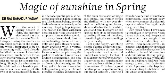 Magic of the sunshine in spring