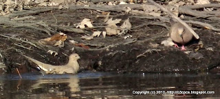 Mourning Doves, 11/29/10 Great Meadows - Concord