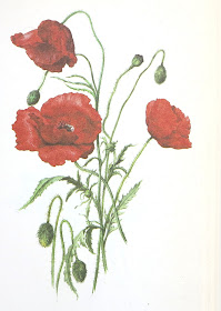 poppies, Wilde planten in bos en veld. Drawings by E. Demartini en V. Nicova, thrifted, vintage,  