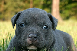 Pit Bull Puppies Pitbull castleton