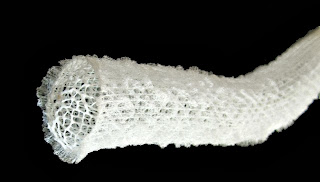 glass sponge